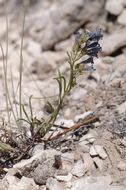 Penstemon eriantherus Pursh resmi