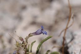 Image of fuzzytongue penstemon