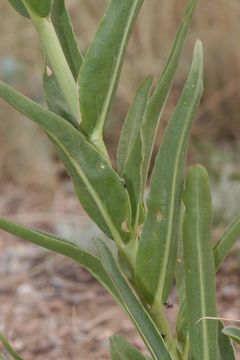 Image of sawsepal penstemon