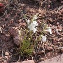 Image of larchleaf beardtongue