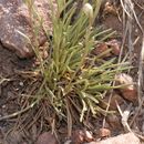 Image of larchleaf beardtongue