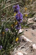 Image of littleflower penstemon