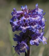 Image of littleflower penstemon