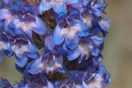 Image of littleflower penstemon