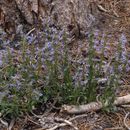 Слика од Penstemon virens Pennell ex Rydb.