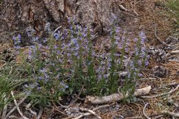 Image of Front Range beardtongue