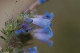 Image of Front Range beardtongue