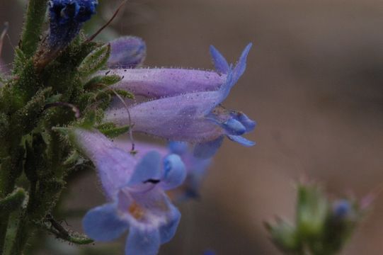 Image of Front Range beardtongue