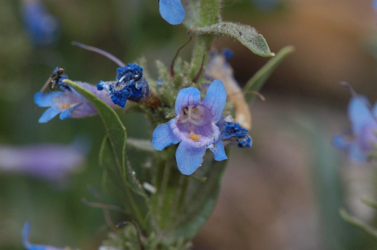 Image of Front Range beardtongue