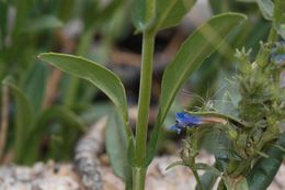 Image of Front Range beardtongue