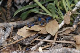 Image of Front Range beardtongue