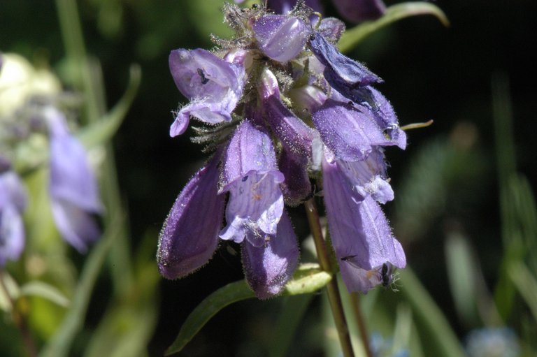 Image of Whipple's penstemon