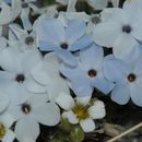 Image of cushion phlox