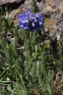 Image of sticky polemonium