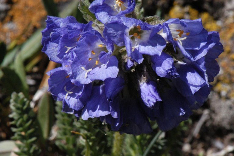 Image of sticky polemonium