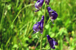 Image of Columbian monkshood