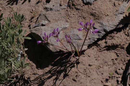 Sivun Allium acuminatum Hook. kuva