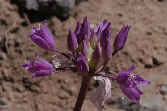 Sivun Allium acuminatum Hook. kuva