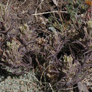 Image of Steens Indian paintbrush