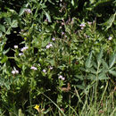 Imagem de Epilobium ciliatum Rafin.