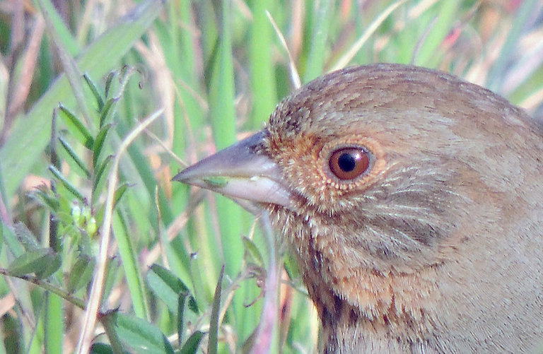 Image of California Towhee