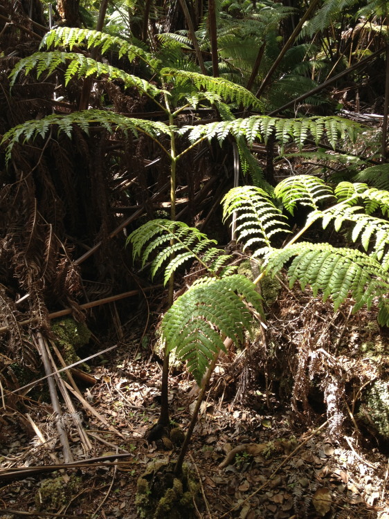 Plancia ëd Marattia douglasii (Presl) Bak.