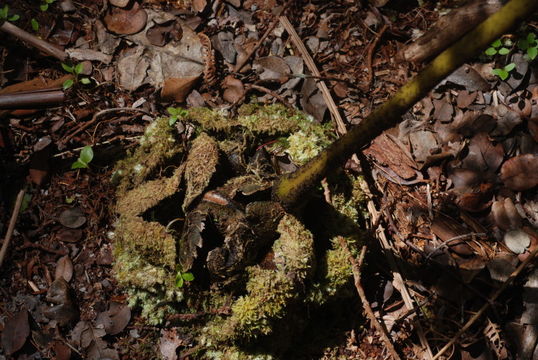 Image of Hawaii Potato Fern