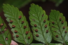 Plancia ëd Marattia douglasii (Presl) Bak.