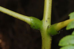 Image of Hawaii Potato Fern