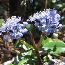 Imagem de Ceanothus gloriosus var. porrectus J. T. Howell