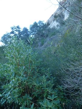 Image of Pacific madrone