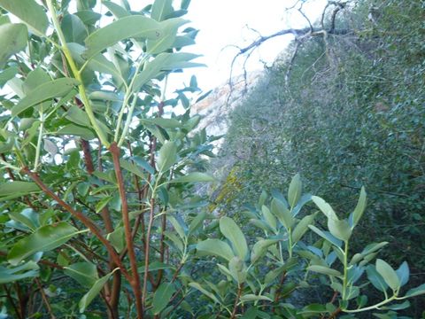 Image of Pacific madrone