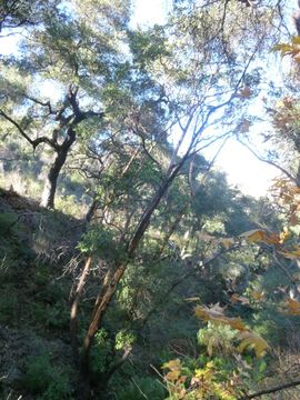 Image of Pacific madrone