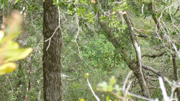 Image of Pacific madrone