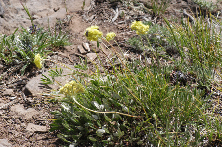 Imagem de Eriogonum flavum var. piperi (Greene) M. E. Jones