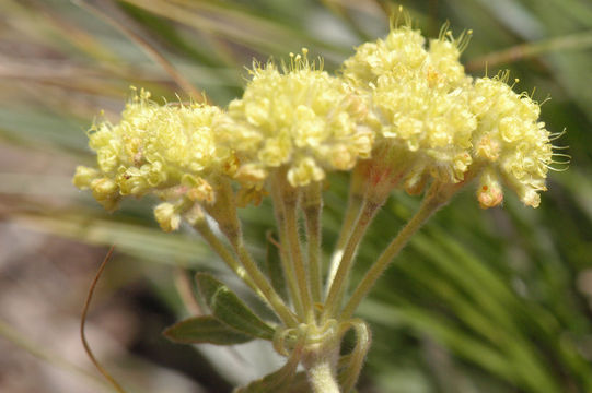 Image of Piper's golden buckwheat