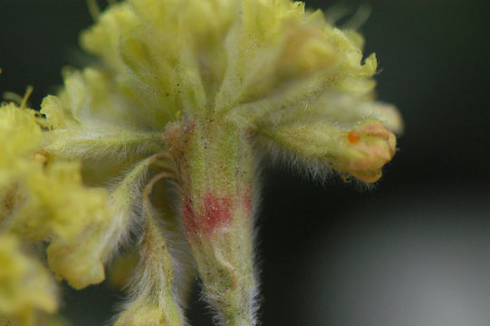 Imagem de Eriogonum flavum var. piperi (Greene) M. E. Jones