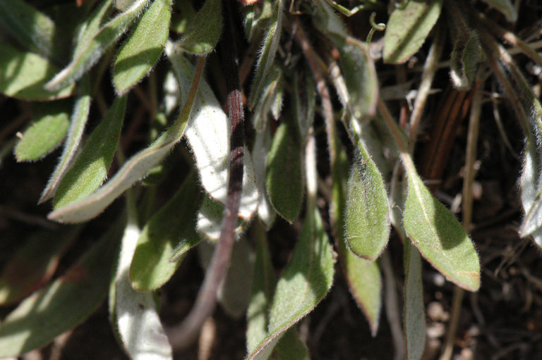 Imagem de Eriogonum flavum var. piperi (Greene) M. E. Jones