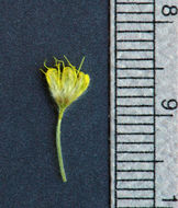 Imagem de Eriogonum flavum var. piperi (Greene) M. E. Jones