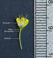 Imagem de Eriogonum flavum var. piperi (Greene) M. E. Jones