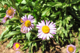 Image of aspen fleabane