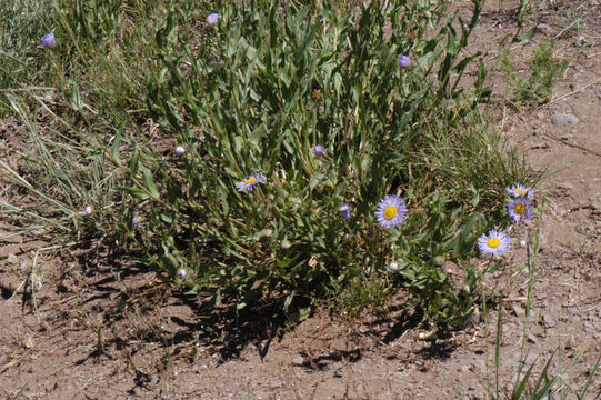 Image of seaside fleabane