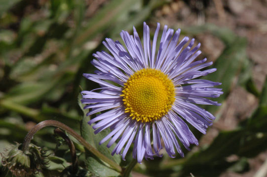 Image of seaside fleabane