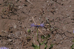 Слика од Erigeron glaucus Ker-Gawl.