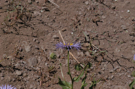 Слика од Erigeron glaucus Ker-Gawl.