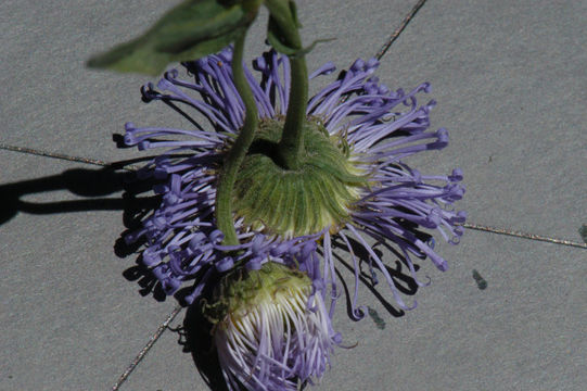 Image of seaside fleabane