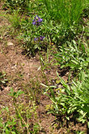 Image of littleflower penstemon