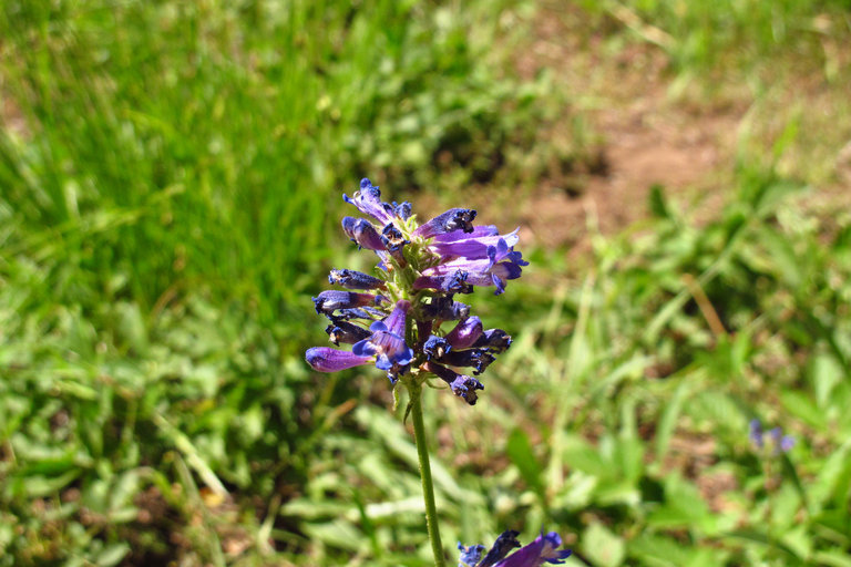 Image of littleflower penstemon