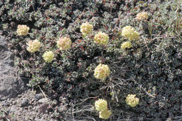 Image of sulphur-flower buckwheat