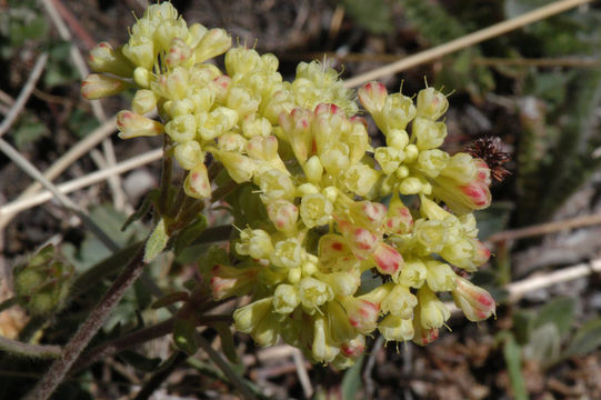 Image of sulphur-flower buckwheat